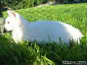 in garden